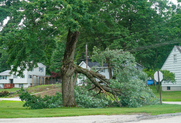 Professional Tree Removal in East Milton, FL